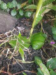 Habenaria brachyphylla