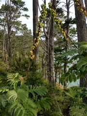 Melianthus