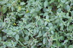 Dicliptera peduncularis