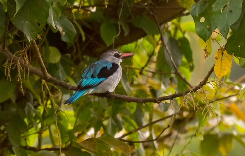 Woodland Kingfisher