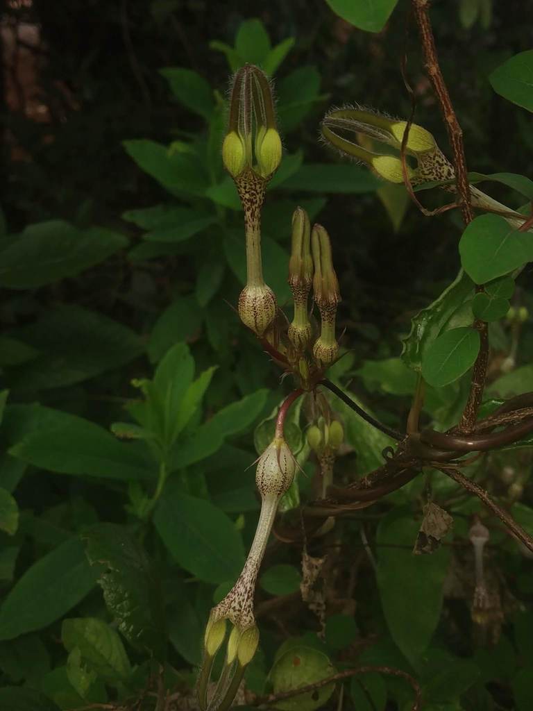 Ceropegia vincifolia, Kas, Maharashtra, India