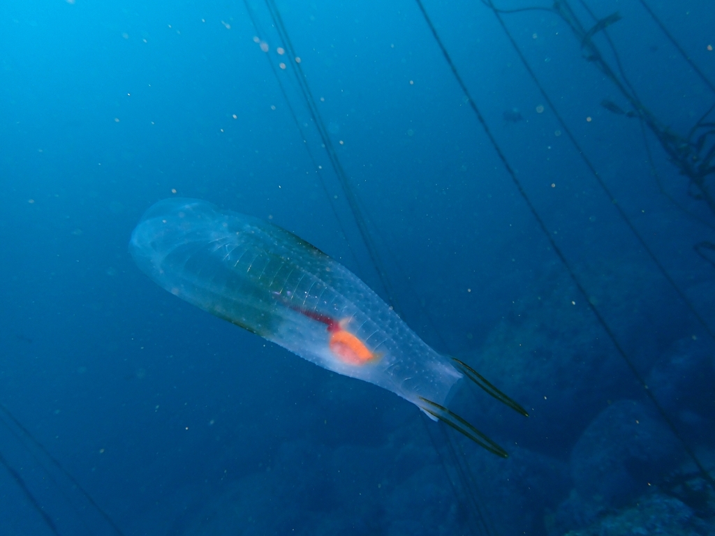 Salpinae