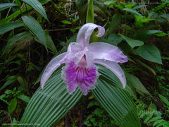 Sobralia rosea