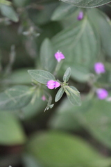 Dicliptera peduncularis