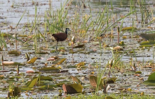 African Jacana