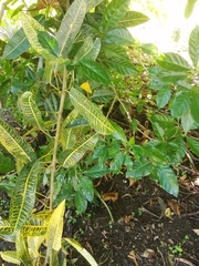 Codiaeum variegatum