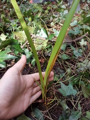 Phormium