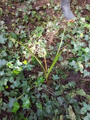 Phormium