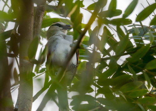 Black-crowned Tchagra