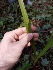 Phormium