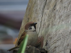 Passer montanus