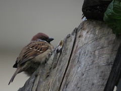 Passer montanus
