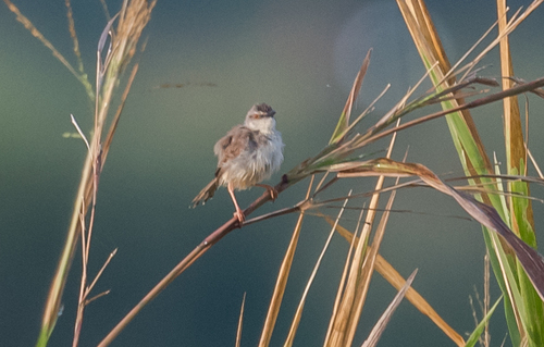 Tawny-flanked Prinia