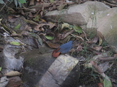 Phoenicurus fuliginosus