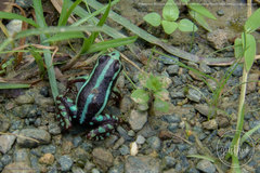 Epipedobates anthonyi