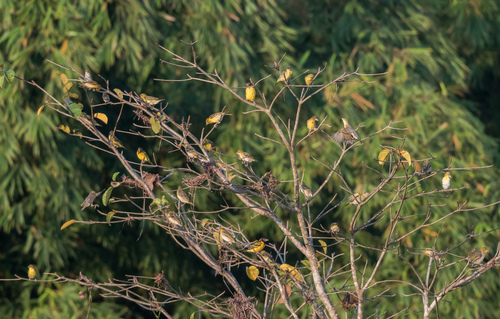 Village Weaver