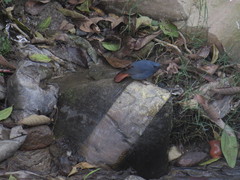 Phoenicurus fuliginosus