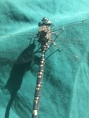 Austroaeschna parvistigma