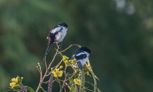 Northern Fiscal