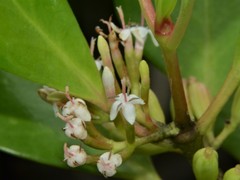 Scyphiphora hydrophylacea