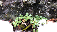 Sedum spathulifolium