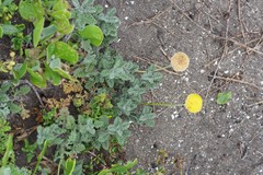 Cotula discolor