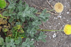 Cotula discolor