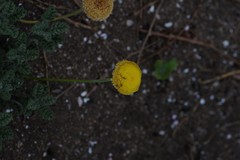 Cotula discolor