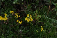 Senecio litorosus