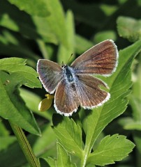 Hemiargus hanno hanno