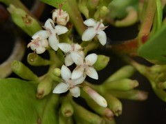 Scyphiphora hydrophylacea