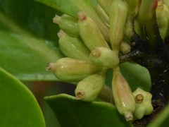 Scyphiphora hydrophylacea