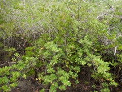 Scyphiphora hydrophylacea