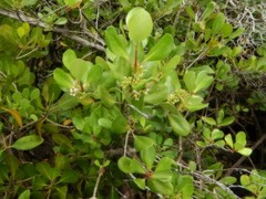 Scyphiphora hydrophylacea