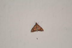 Pyrausta deidamialis