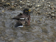 Acridotheres tristis