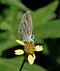 Hemiargus hanno hanno