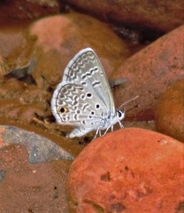 Hemiargus hanno hanno