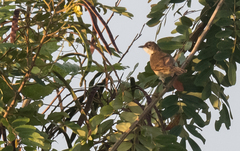 Chlorocichla simplex