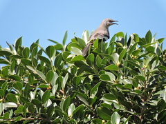 Mimus polyglottos