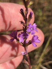 Buchnera floridana image