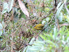 Kleinothraupis atropileus