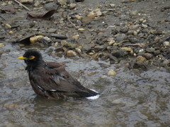 Acridotheres tristis