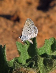 Hemiargus hanno hanno