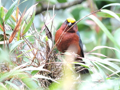 Catamblyrhynchus diadema