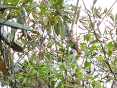 Thripadectes holostictus