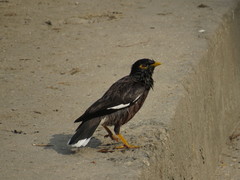 Acridotheres tristis