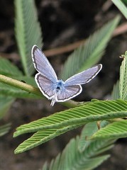 Hemiargus hanno hanno