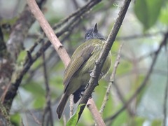 Mionectes striaticollis