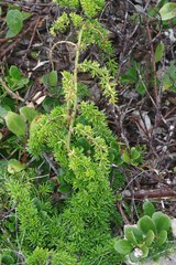 Asparagus densiflorus
